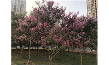 夏秋季節，錫城首次驚現紫薇花開美景